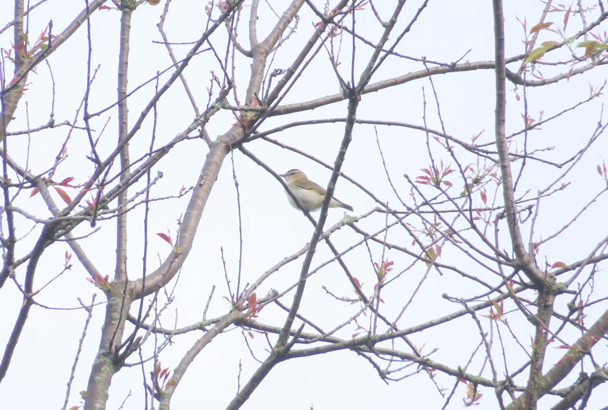 Red-eyed Vireo - Katsu Sakuma