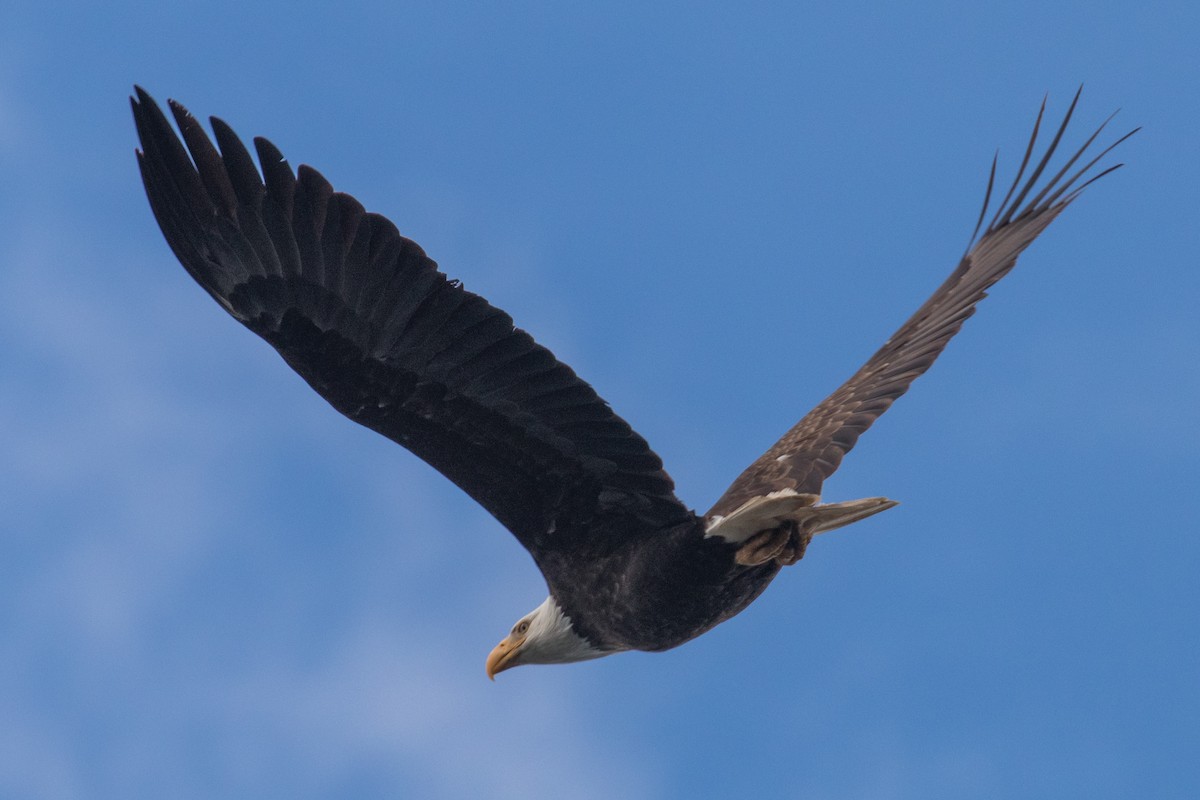 Bald Eagle - Barry Porter