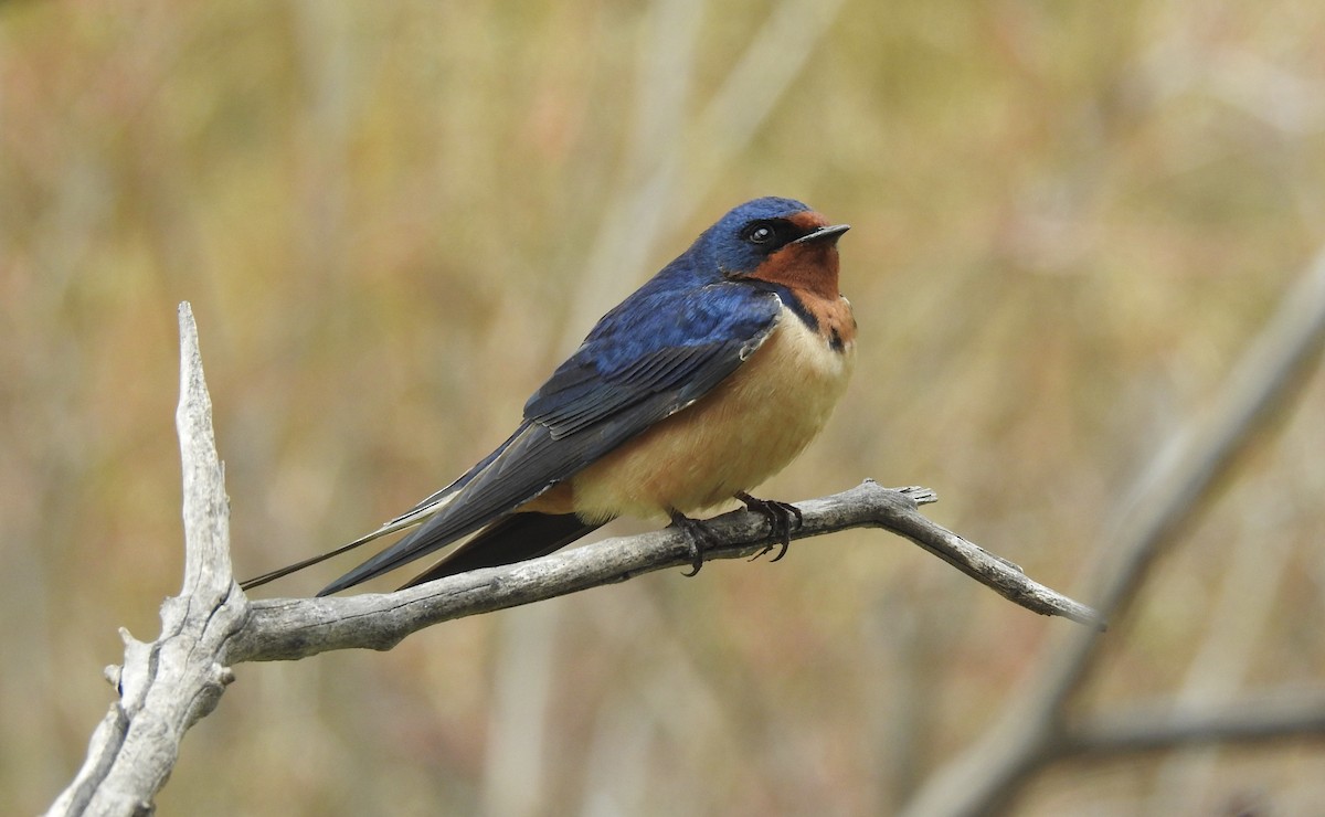 Barn Swallow - Nicola Finch