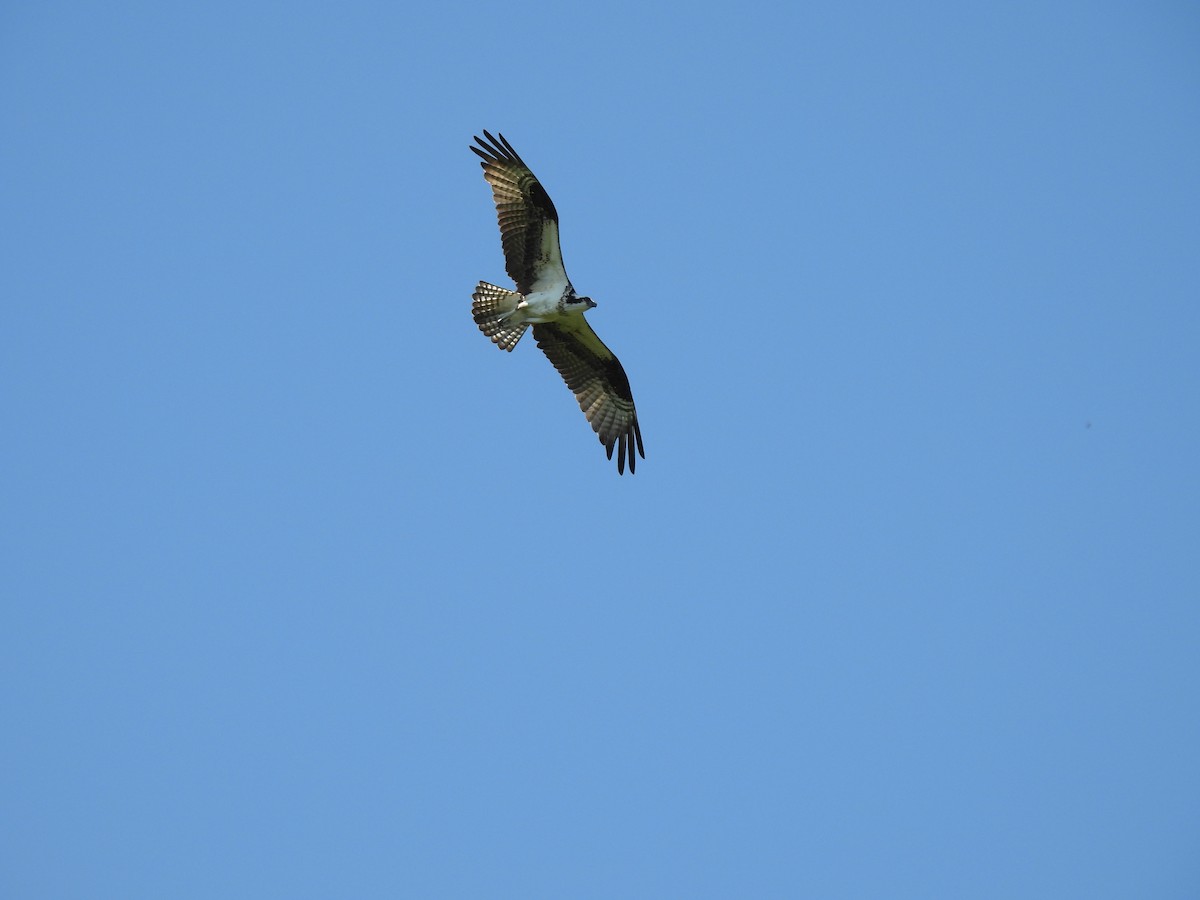 Osprey - Emily Szczypek