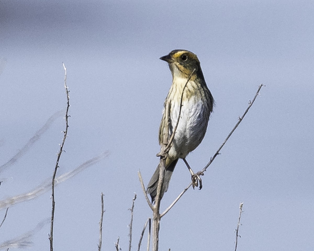 Saltmarsh Sparrow - Stan Deutsch