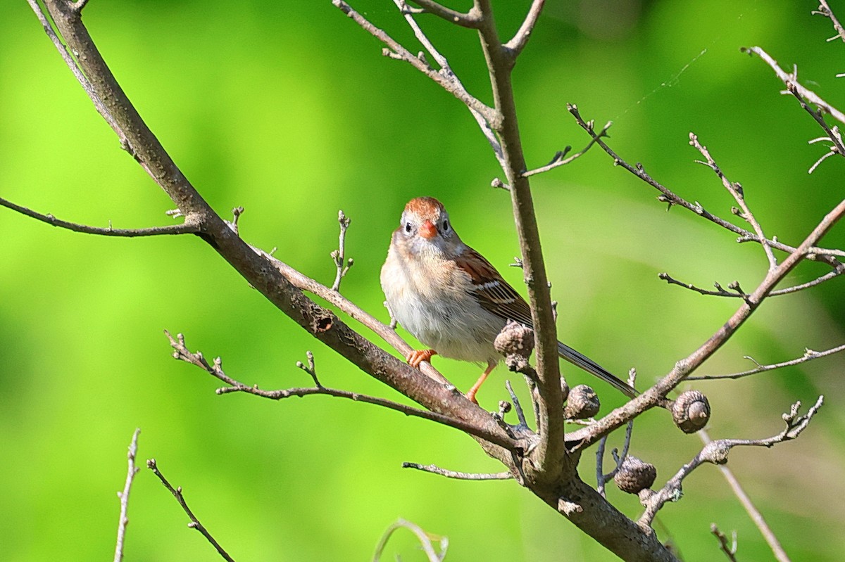 Field Sparrow - Stan Chapman