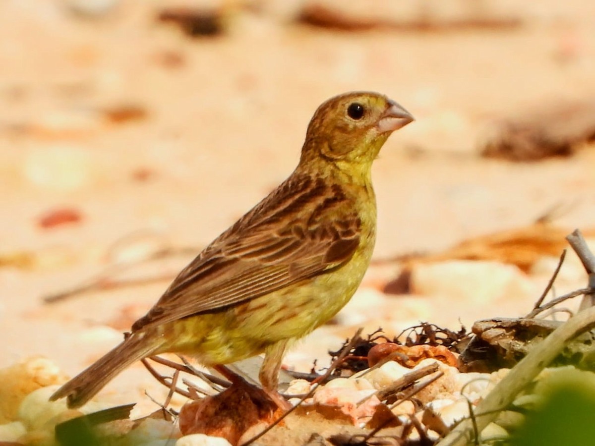 Grassland Yellow-Finch - Joel Amaya (BirdwatchingRoatan.com)