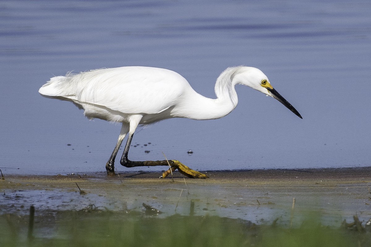 Snowy Egret - Stan Deutsch