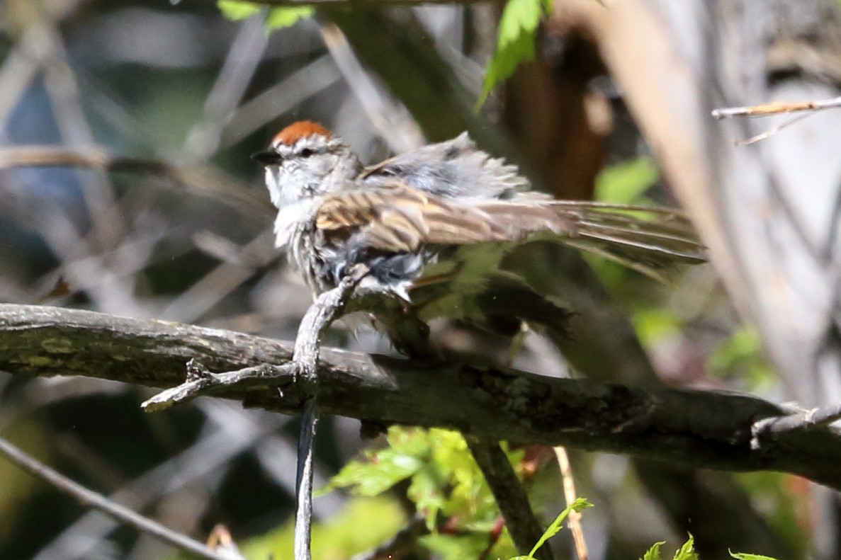 Chipping Sparrow - Susan Hunter