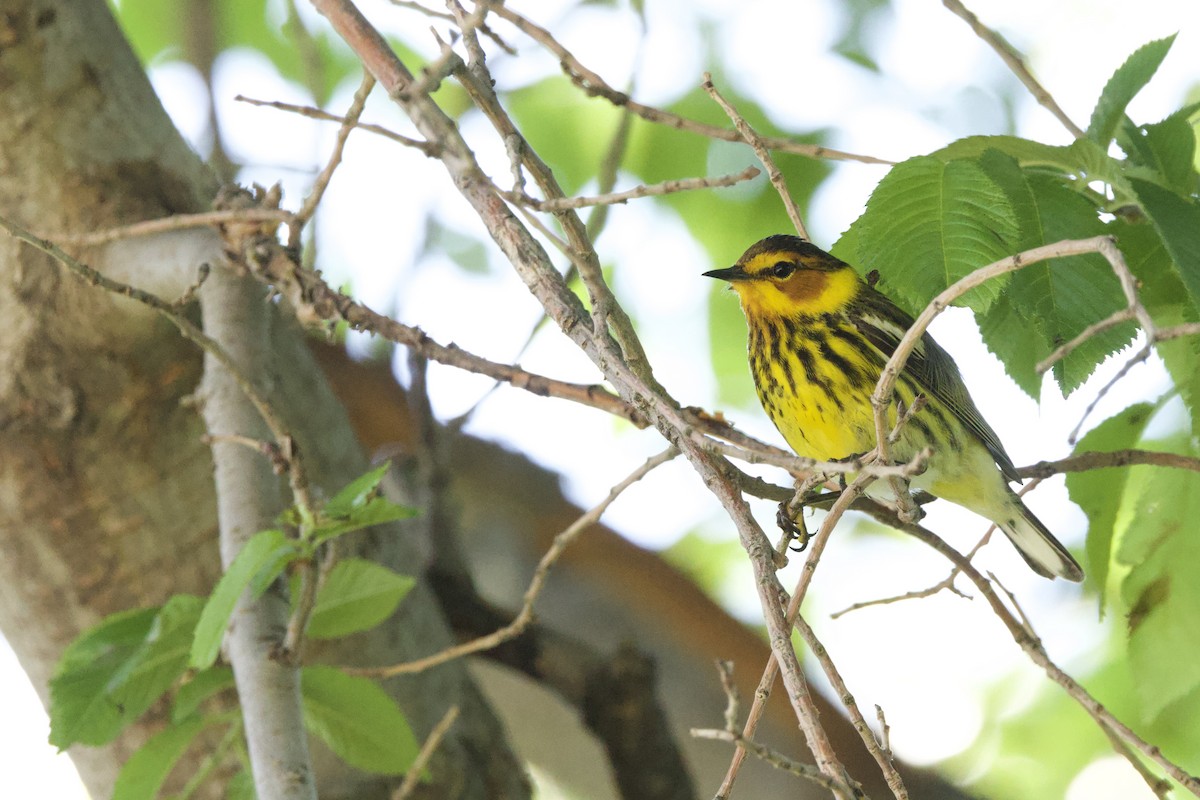 Cape May Warbler - Steve Bielamowicz