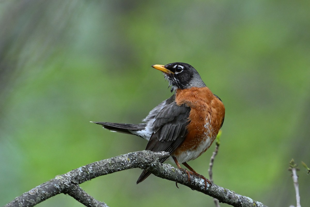 American Robin - ML619468548