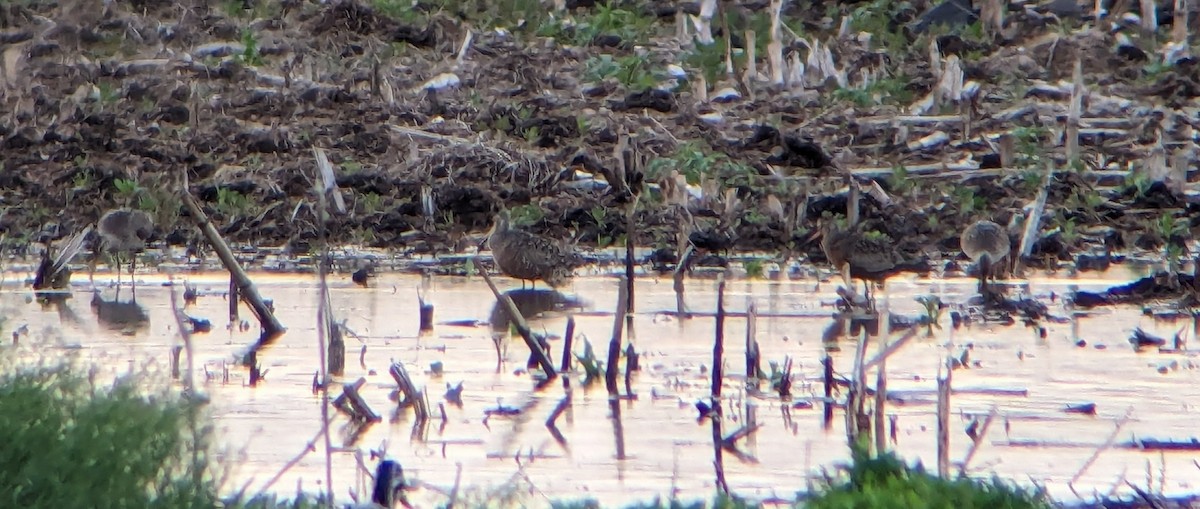 Hudsonian Godwit - Jason Hedlund