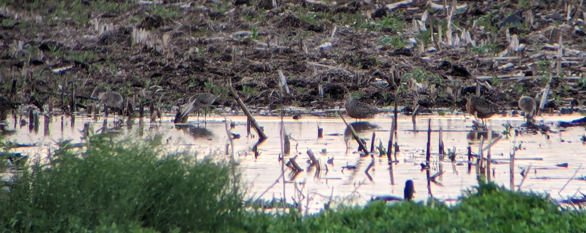 Hudsonian Godwit - Jason Hedlund