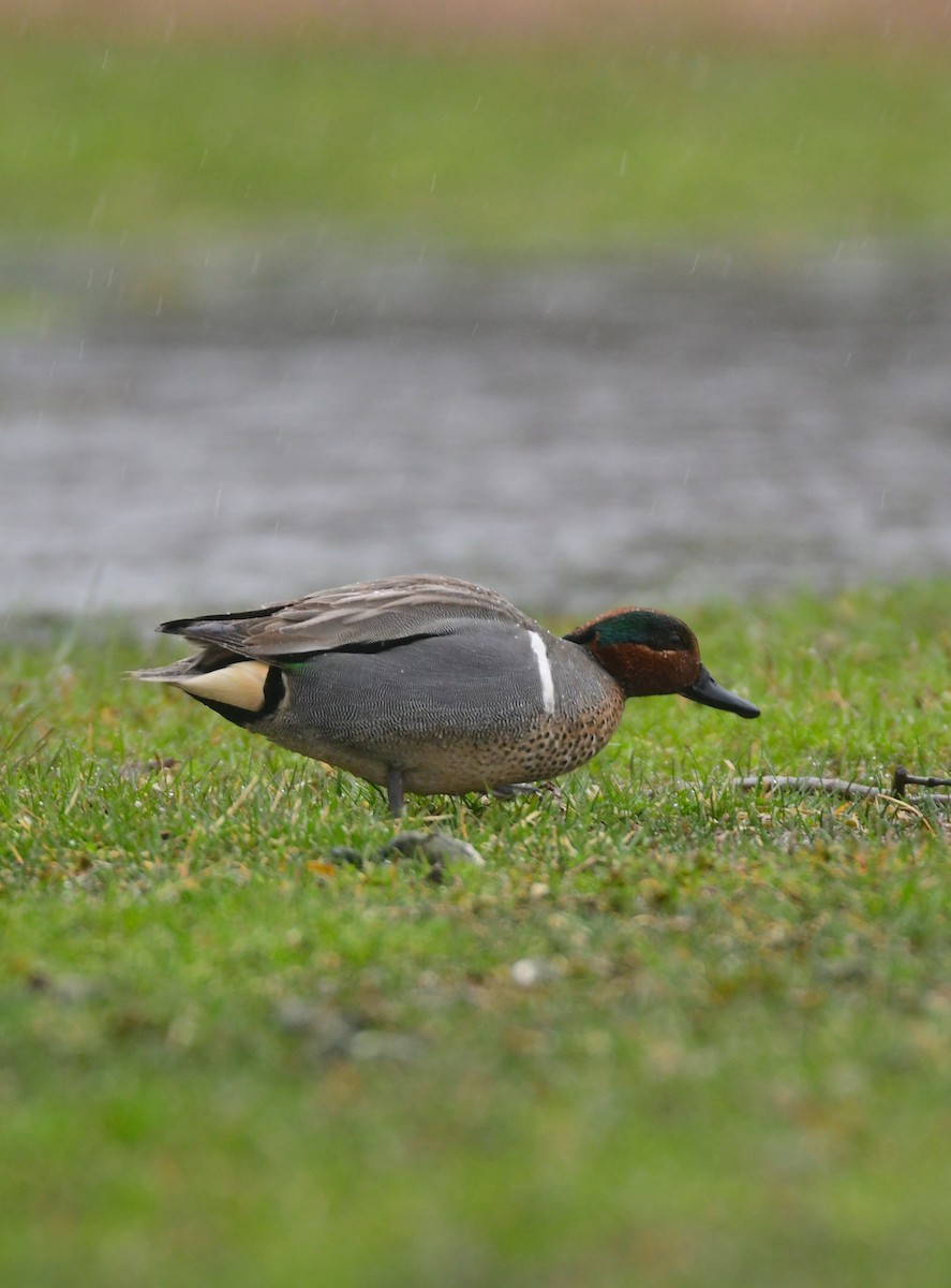 Green-winged Teal - Chaiby Leiman