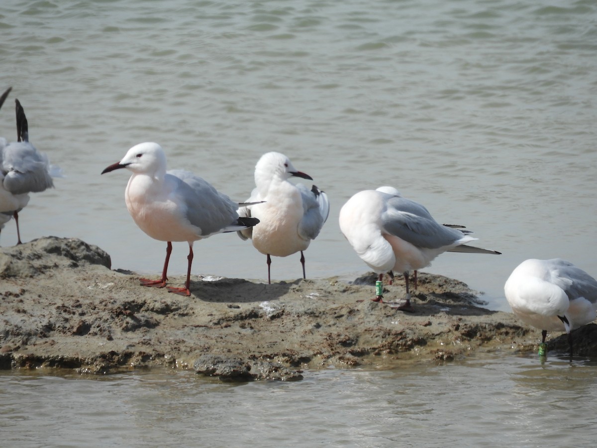 Slender-billed Gull - Mac  McCall