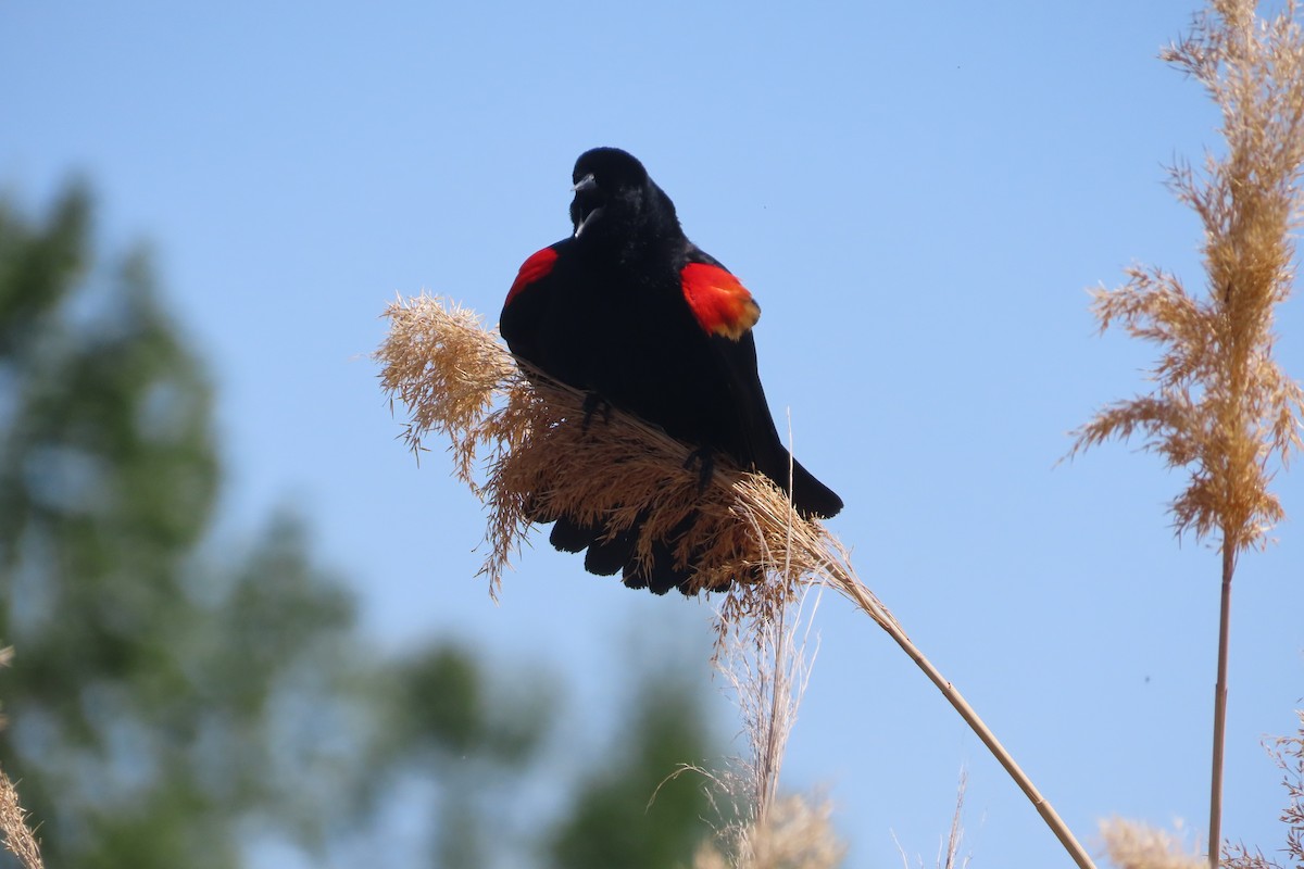 Red-winged Blackbird - David Brinkman