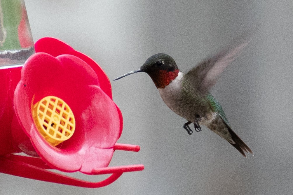 Ruby-throated Hummingbird - Michael Roper