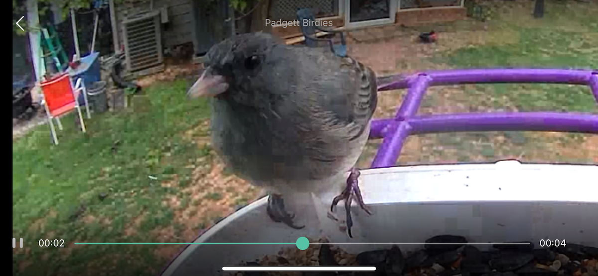 Dark-eyed Junco - Megan Padgett