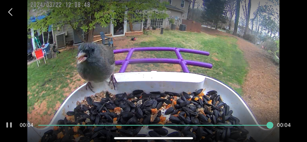 Dark-eyed Junco - Megan Padgett