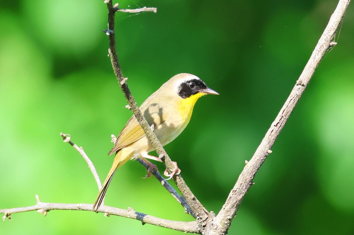 Common Yellowthroat - Stan Chapman