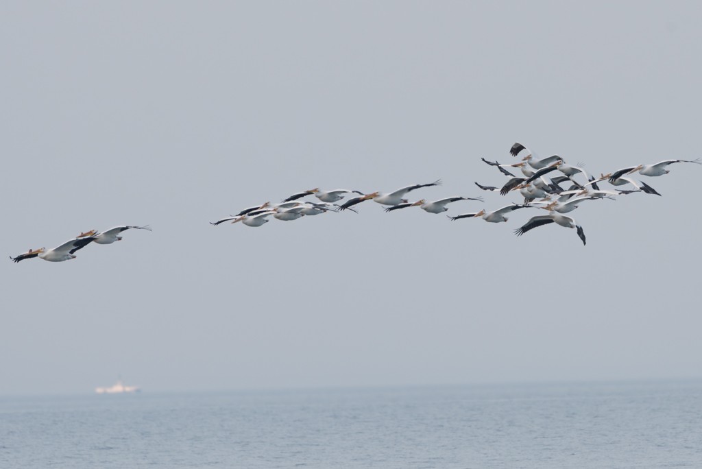 American White Pelican - ML619468595