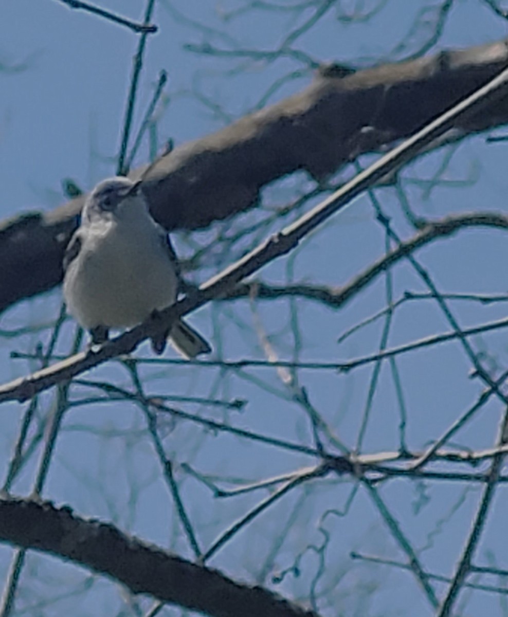 Blue-gray Gnatcatcher - William Lamond