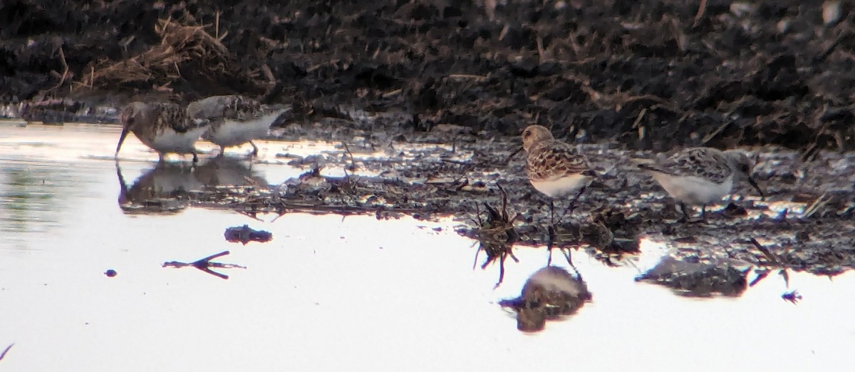 Sanderling - Jason Hedlund