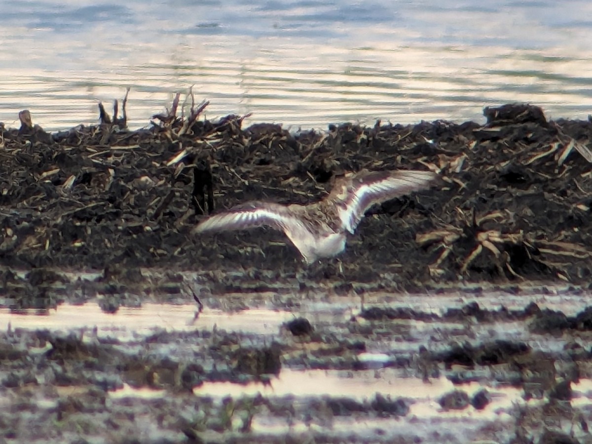 Sanderling - Jason Hedlund