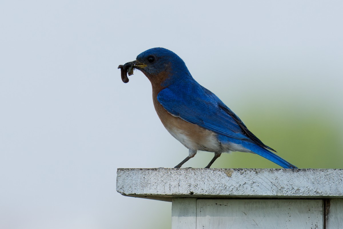 Eastern Bluebird - Paco Luengo