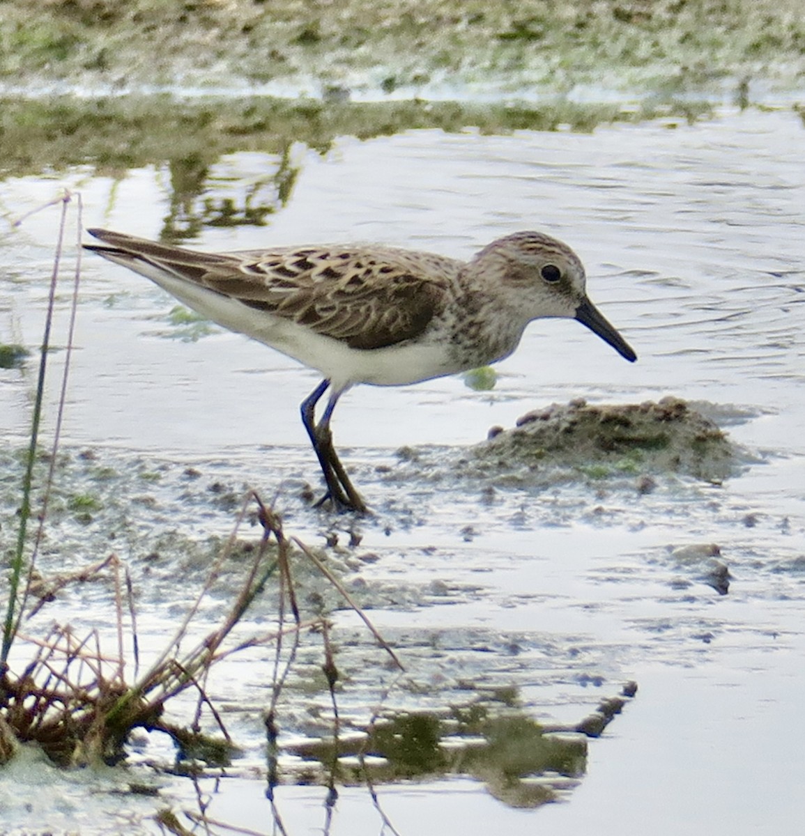 Semipalmated Sandpiper - Lindsay Seely