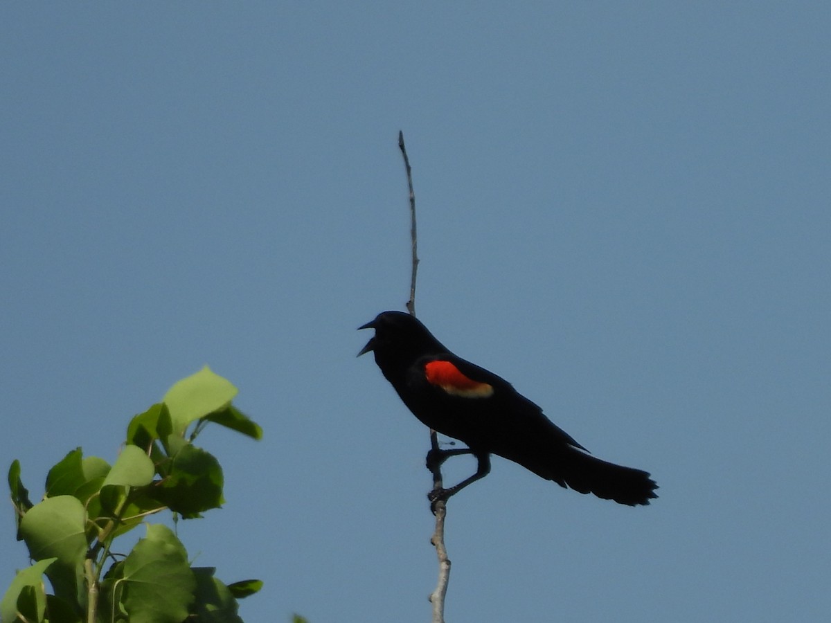 Red-winged Blackbird - Emily Szczypek