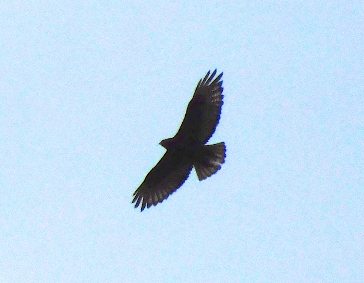 Red-tailed Hawk - Dan Bilderback