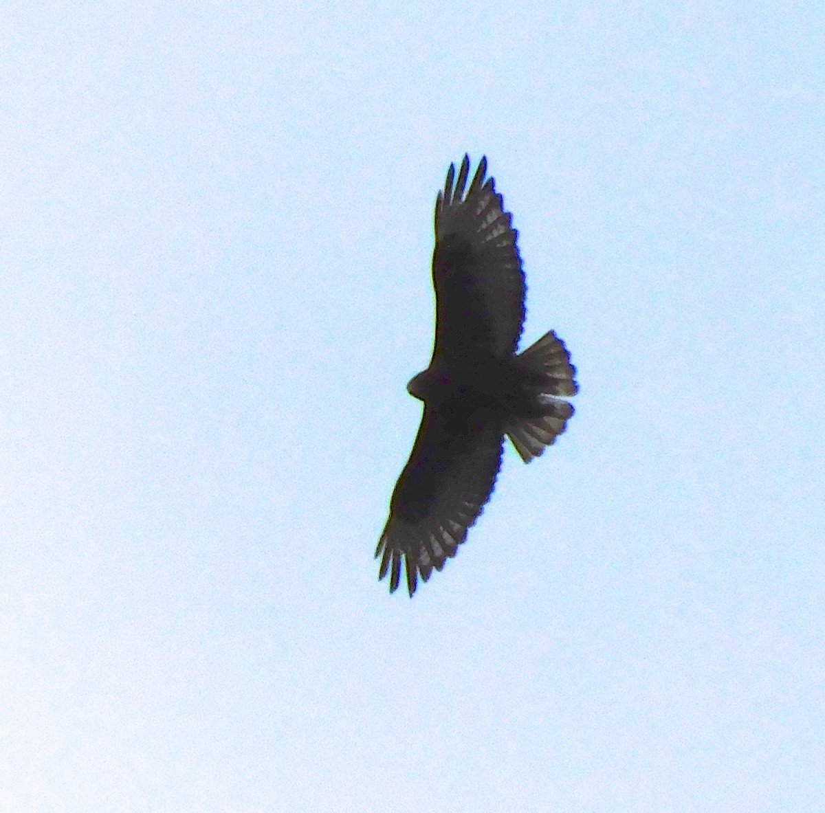 Red-tailed Hawk - Dan Bilderback