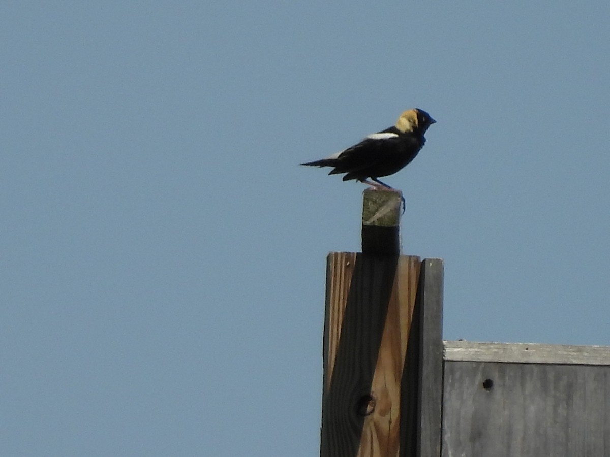 Bobolink - Emily Szczypek