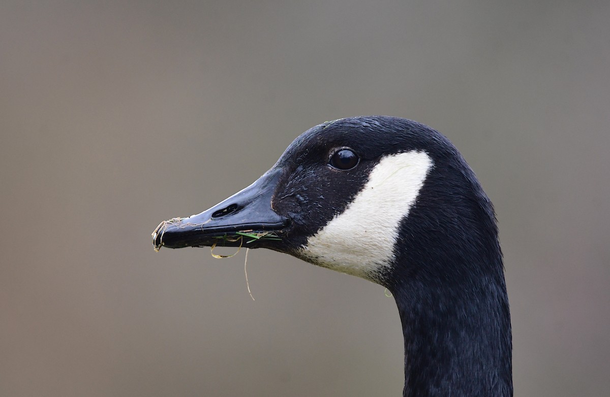 Canada Goose - Chaiby Leiman