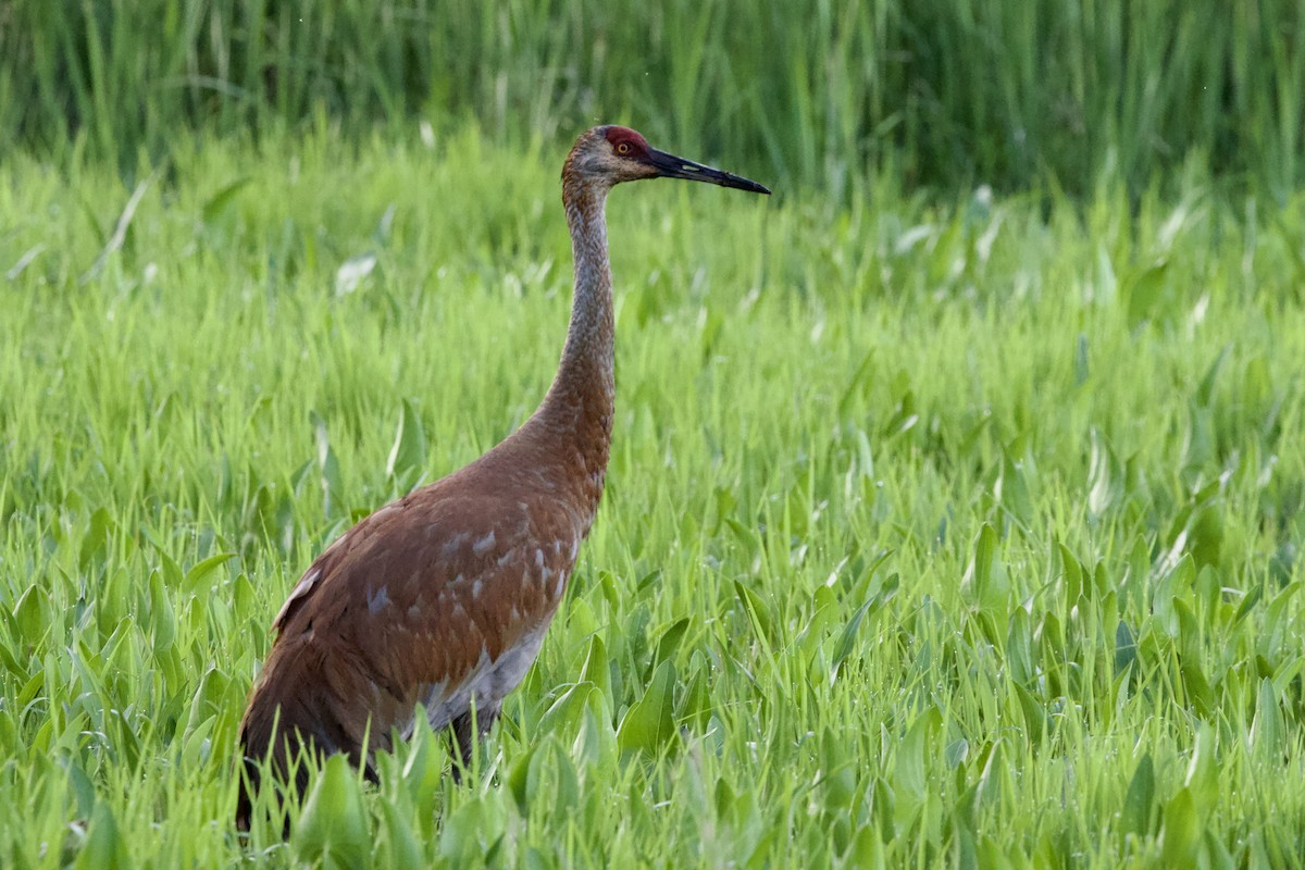 Sandhill Crane - Steve Bielamowicz