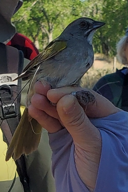 Green-tailed Towhee - Lorraine Watry