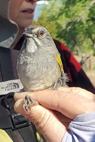 Green-tailed Towhee - Lorraine Watry