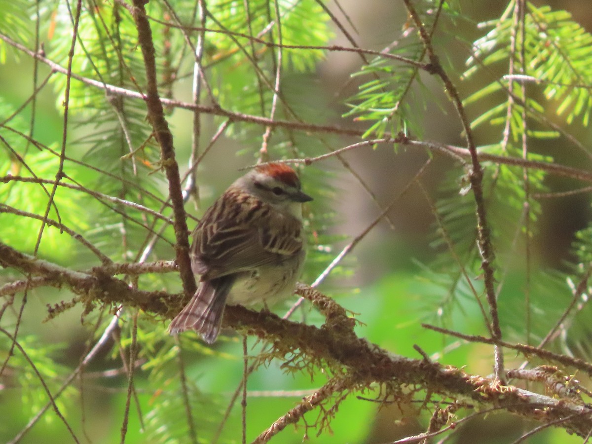 Chipping Sparrow - ML619468664