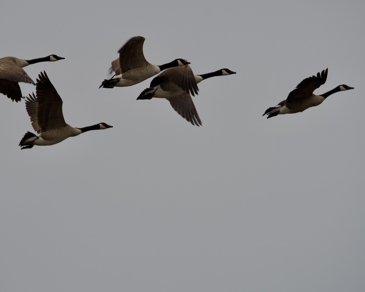 Canada Goose - Larry Waddell