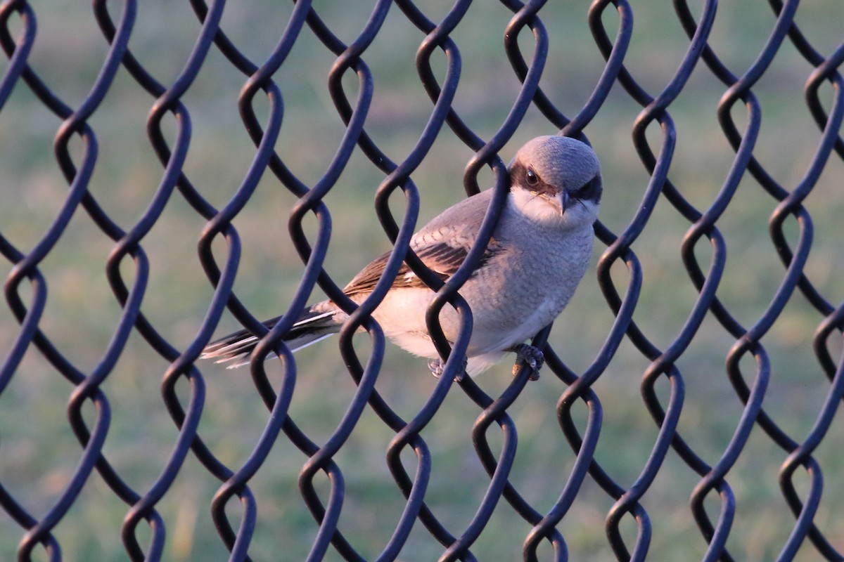 Loggerhead Shrike - James Porter