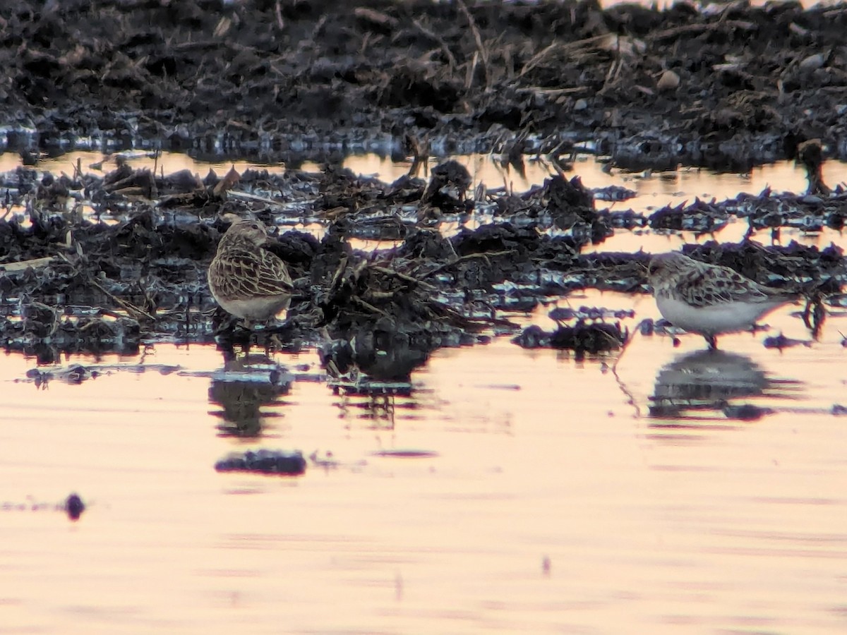 Pectoral Sandpiper - Jason Hedlund