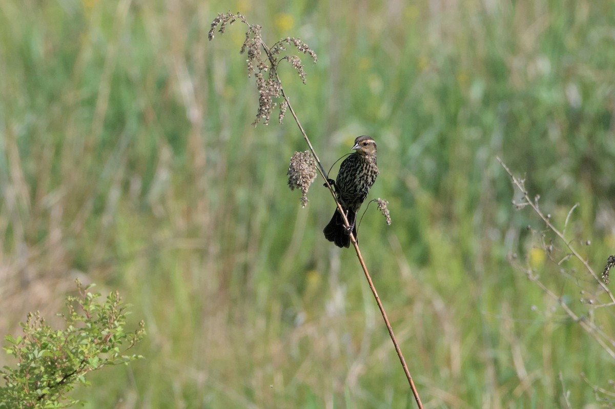 Red-winged Blackbird - Robert Howard