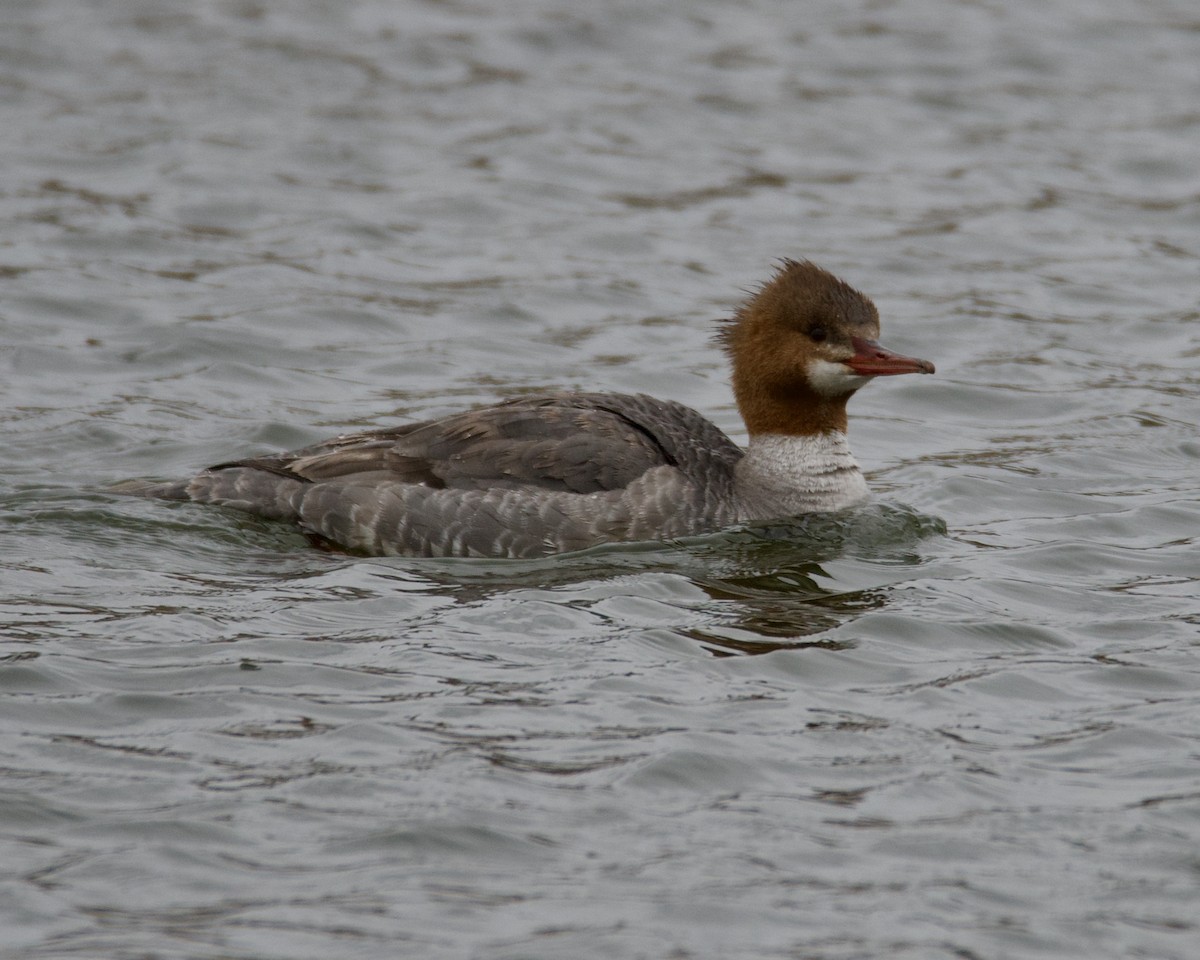 Common Merganser - Larry Waddell