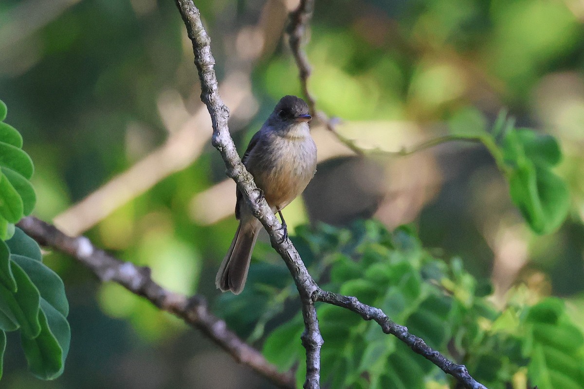 Lesser Antillean Pewee - ML619468692