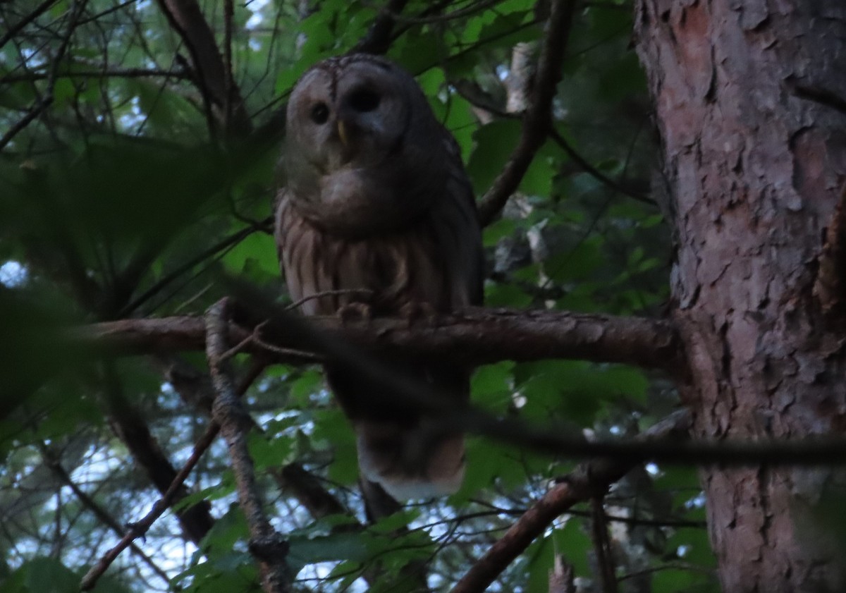 Barred Owl - Katsu Sakuma