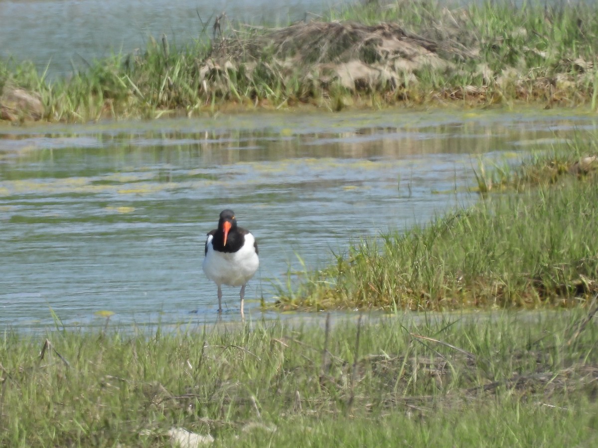 American Oystercatcher - Emily Szczypek