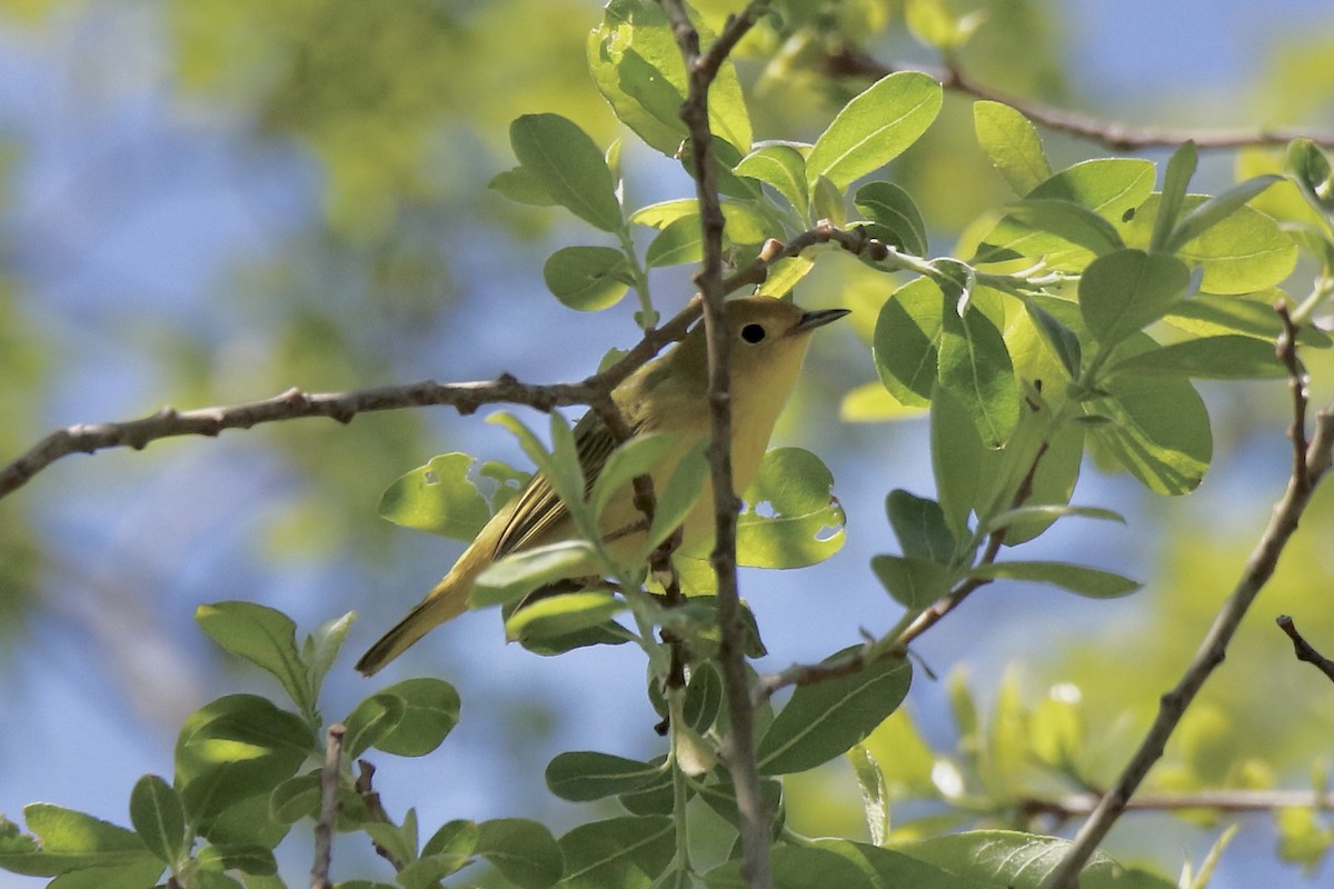 Yellow Warbler (Northern) - Nancy Villone