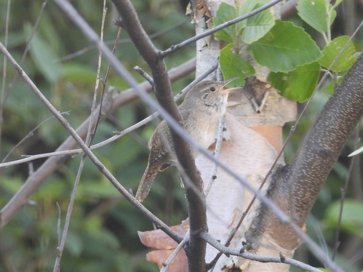 House Wren - Hallie Kretsinger