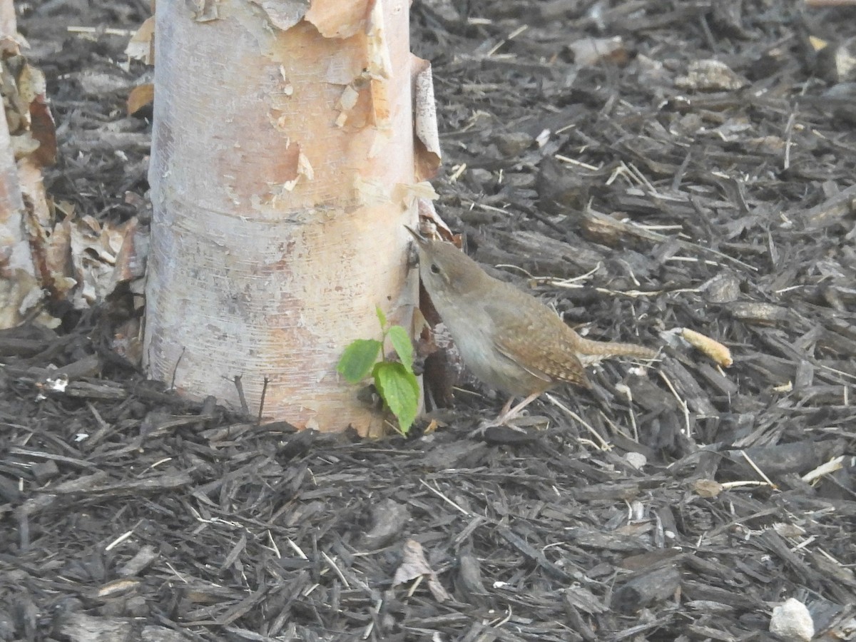 House Wren - Hallie Kretsinger