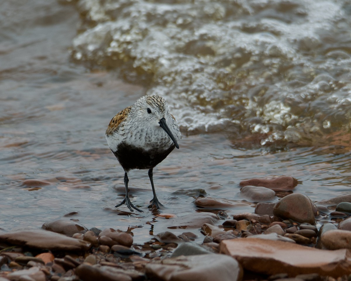 Dunlin - Larry Waddell