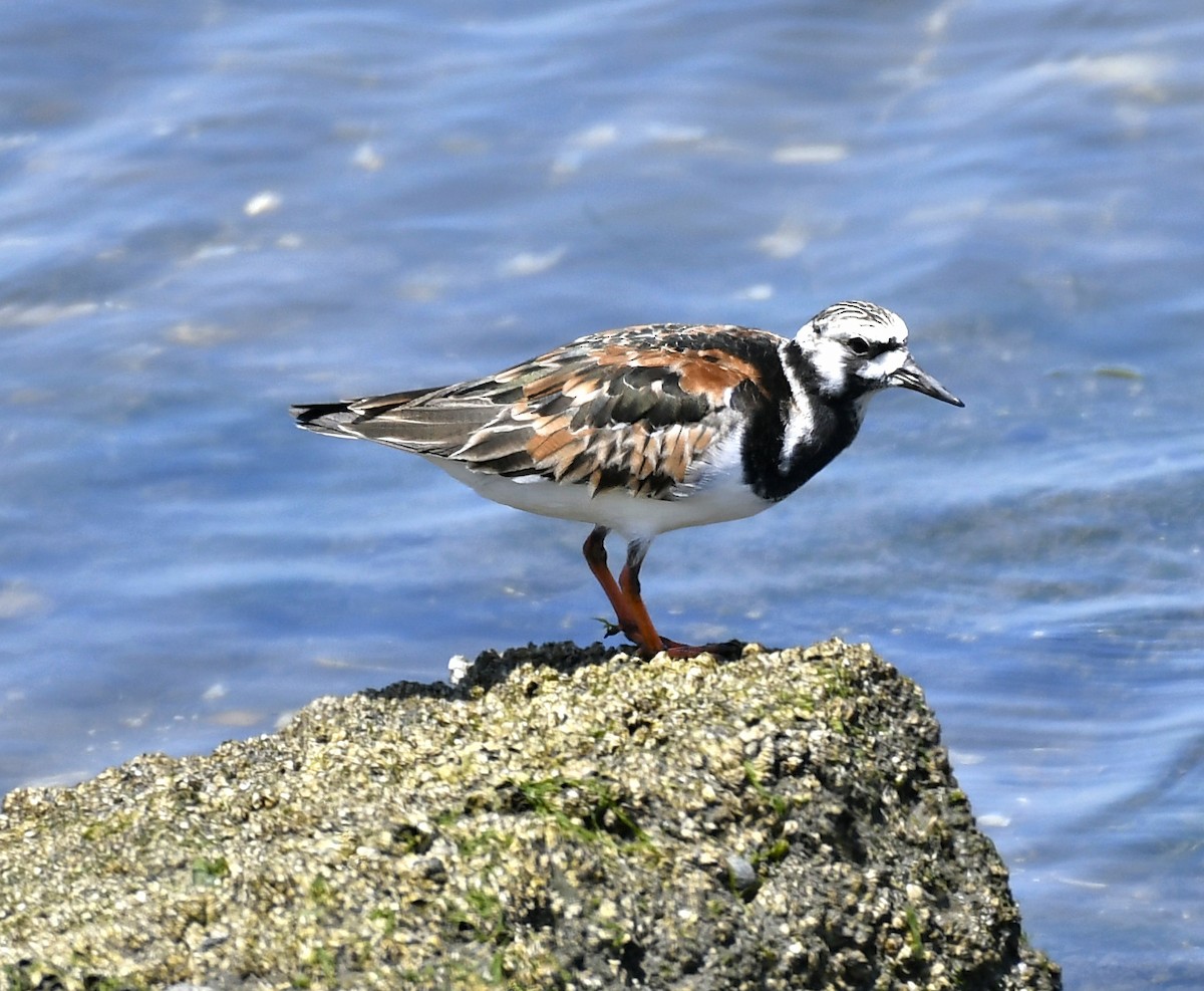 Ruddy Turnstone - Chico Khan