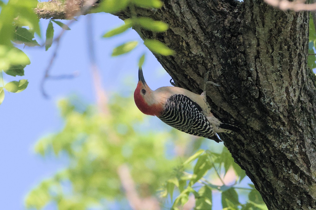 Red-bellied Woodpecker - Robert Howard