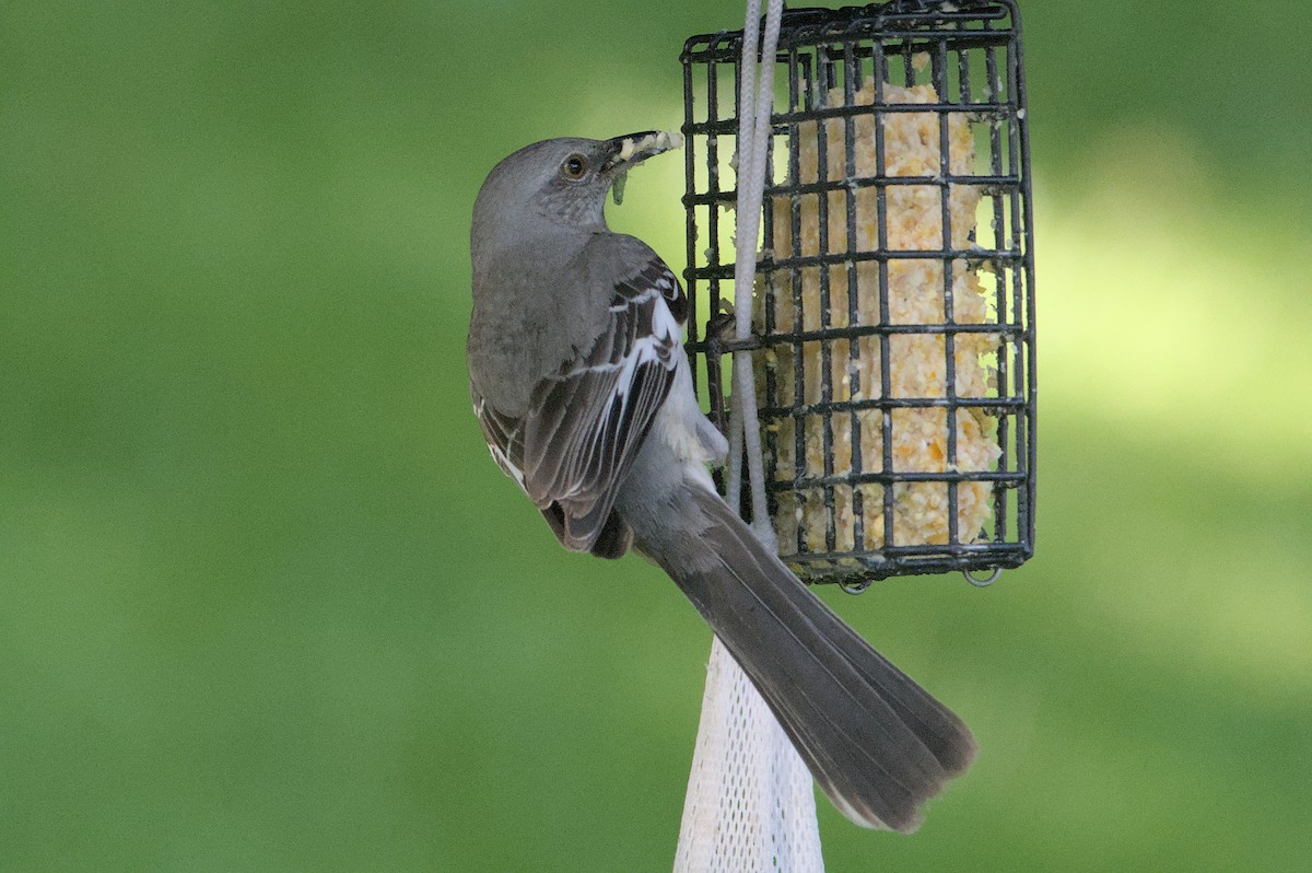 Northern Mockingbird - Robert Howard